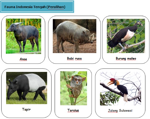 Pengertian dan Daerah daerah Persebaran Garis Wallace dan 