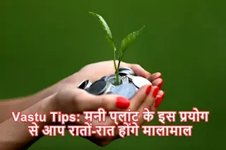 Money Plant