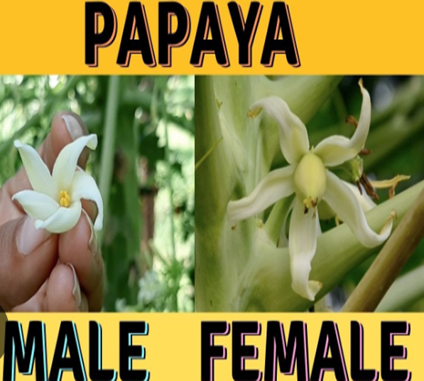 পুরুষ গাছ (Male Plant) , স্ত্রী গাছ (Female Plant)