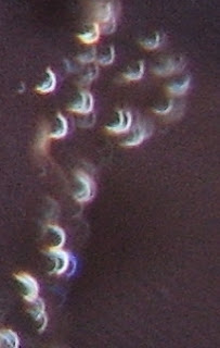 orb crescents