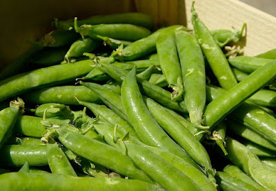 Peluang Usaha Sayuran Kacang Kapri