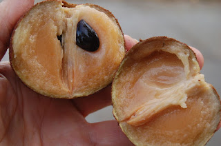 Sapodilla