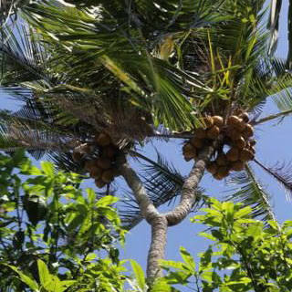 Pohon Kelapa Cabang Dua