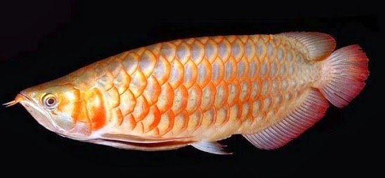  Dulunya ikan Arwana yang mempunyai bentuk tubuh pipih dan besar Harus tau Umpan Jitu Mancing Ikan Arwana