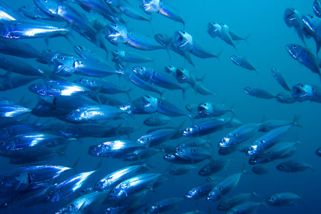  Gambar  sekumpulan ikan yang cantik seribupilihan