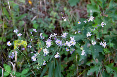 Sky-blue Aster (Symphyotrichum oolentangiense)