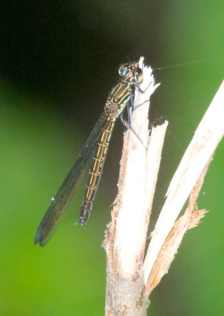 Heliocypha biseriata