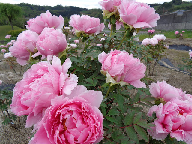 燕趙園の牡丹の花