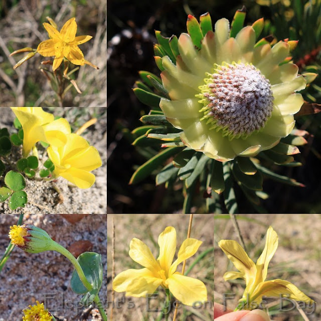 with Protea scolymocephala at Blackhill in July