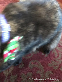 Real Cat Paisley blooper 1 Jan 2018