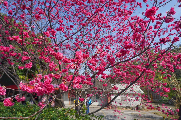 台中后里2023泰安櫻花季最美泰安派出所八重櫻盛開，賞櫻花好去處