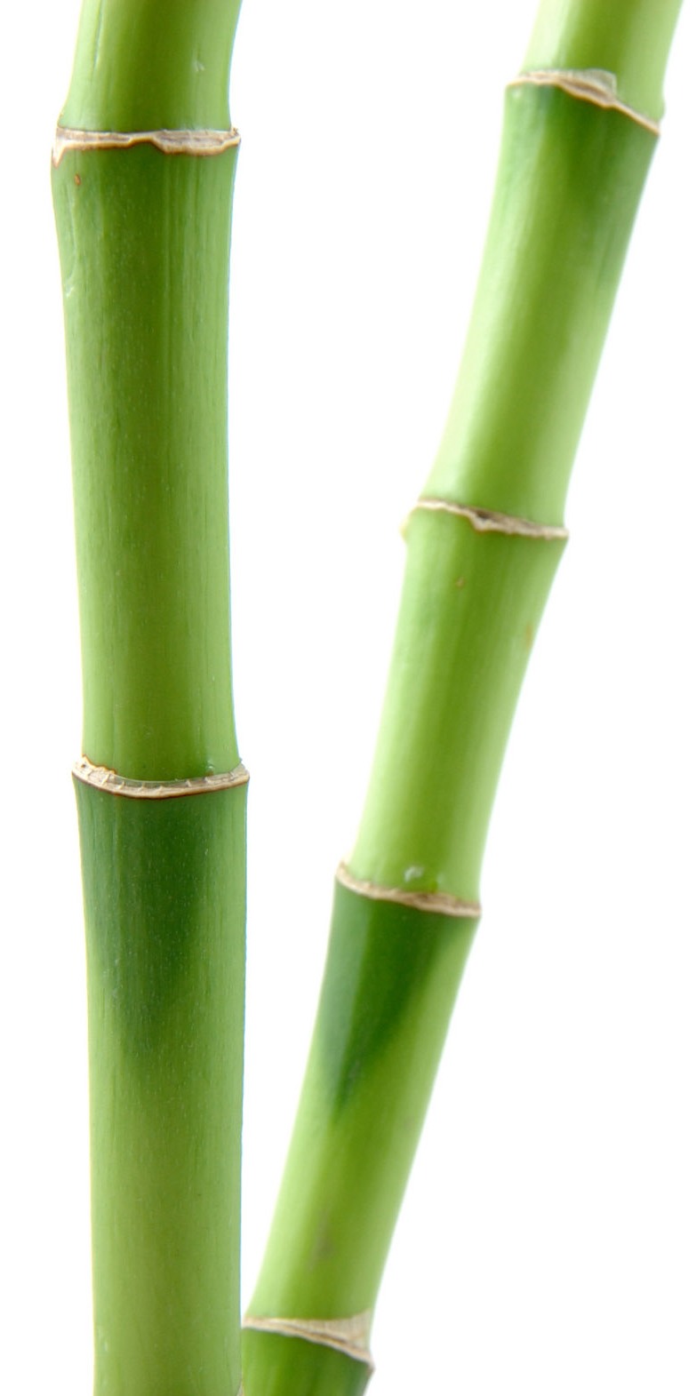 Drinking Water To Lose Weight In A Week Bamboo