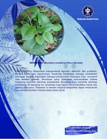 http://biofarmaka.ipb.ac.id/brc-upt/brc-ukbb/bccs-collection/593-herbal-plants-collection-binahong
