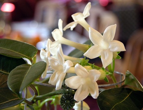 12 stephanotis