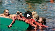 24+ Piranha Fish Attacks, Inspirasi Yang Pas Untuk Hunian Anda