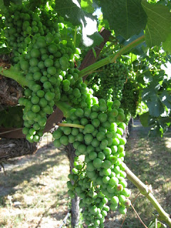 Green grapes on the vine, MacMurray Ranch, Healdsburg, California