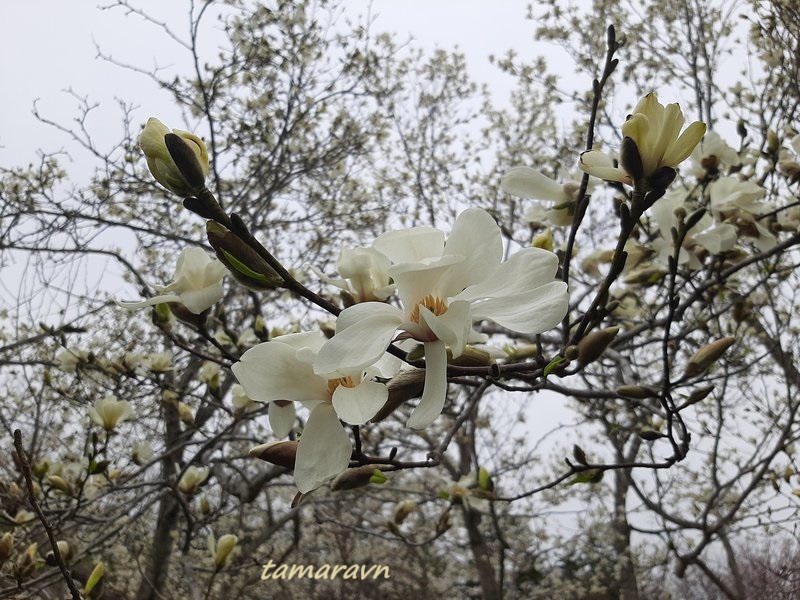 Магнолия кобус (Magnolia kobus)