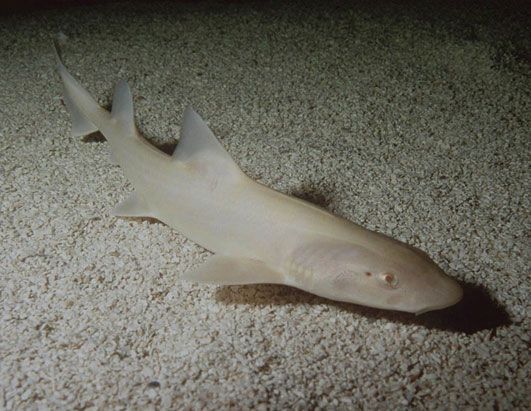 Leopard Shark | A-Z List of 125 Rare Albino Animals [Pics]