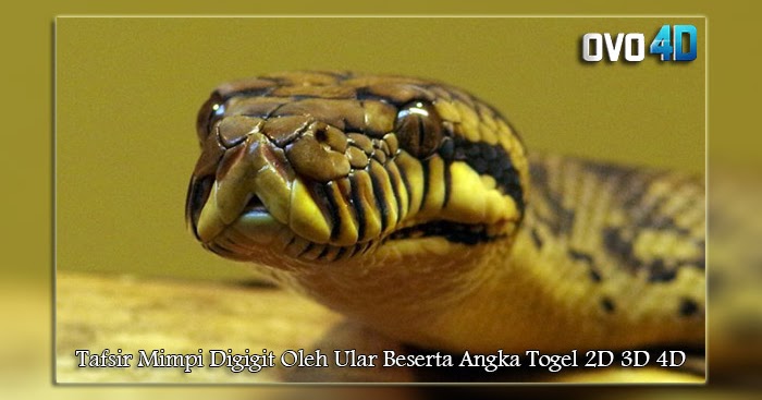 Tafsir Mimpi Digigit Oleh Ular Beserta Angka Togel 2D 3D 4D ~ Oyo4D