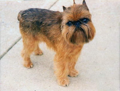 Brussels Griffon Dog Picture