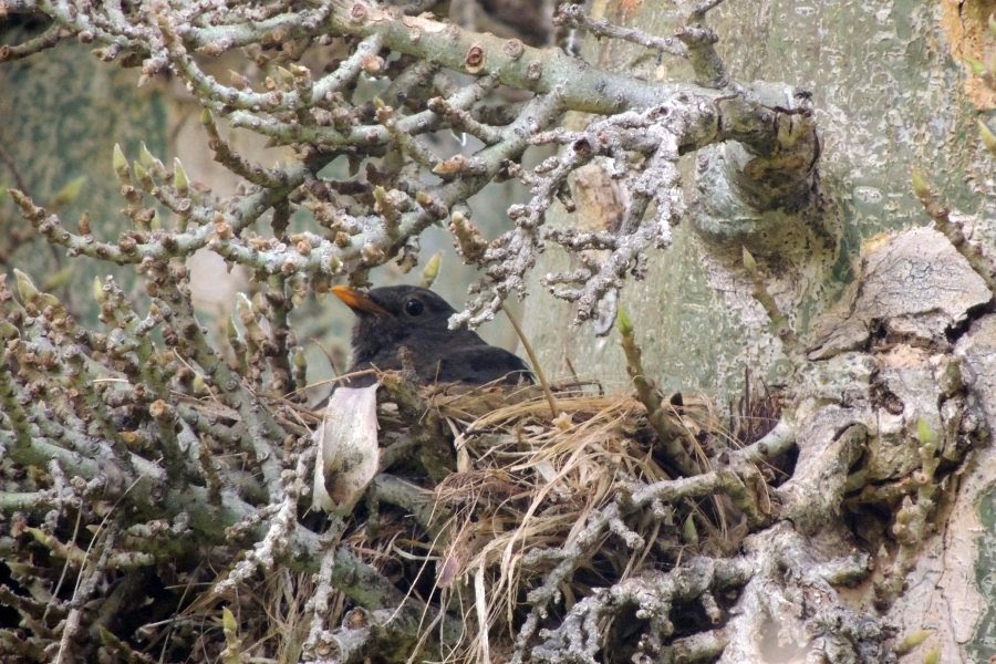 Botanischer_Garten_Amsel