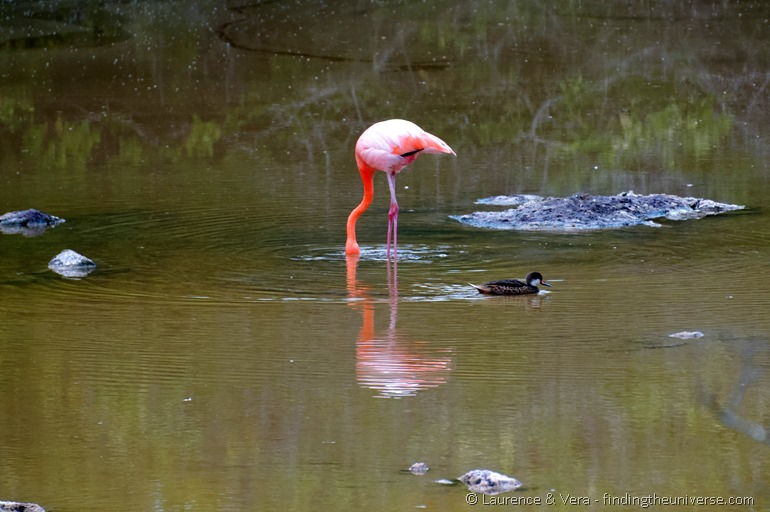 Flamingo auf den Galapagos