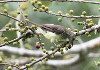 Feeding Birds Fruit