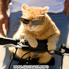 Funny Cat Riding Bicycle Wearing Beatiful Black Gogles