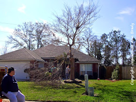 Drake Chinese Elm Tree Removal Jacksonville Florida
