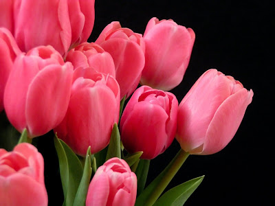 Tulips Wallpapers