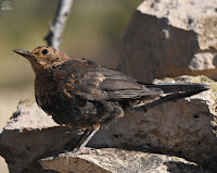 Mirlo común. (Turdus merula)