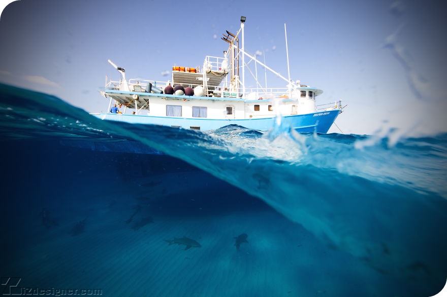 iZdesigner.com - Bộ ảnh chụp đời sống dưới biển của nhiếp ảnh gia Jorge Cervera Hauser