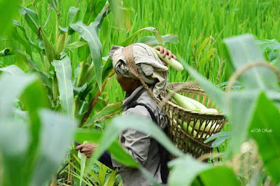 jhuming in mizoram