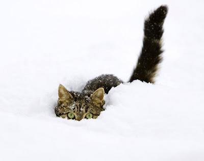 Cats in the Snow Seen On www.coolpicturegallery.us