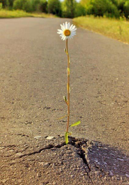 flor creciendo en el cemento