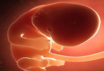 تطور الجنين في الشهر الثاني