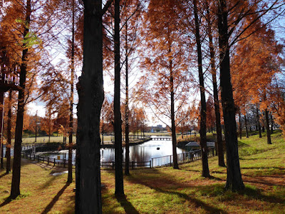 打上川治水緑地・メタセコイアの紅葉