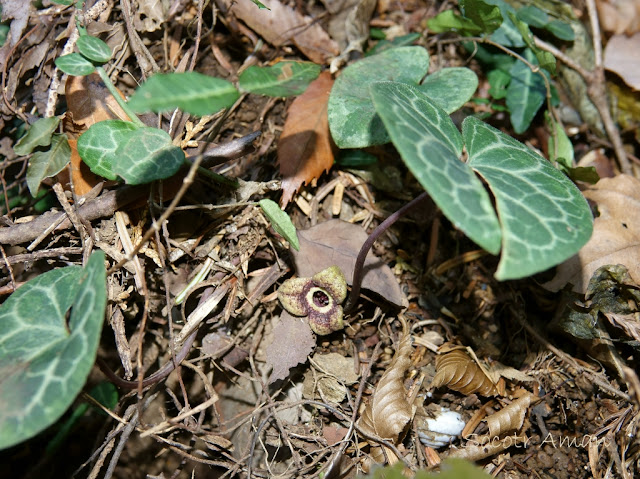 Asarum nipponicum