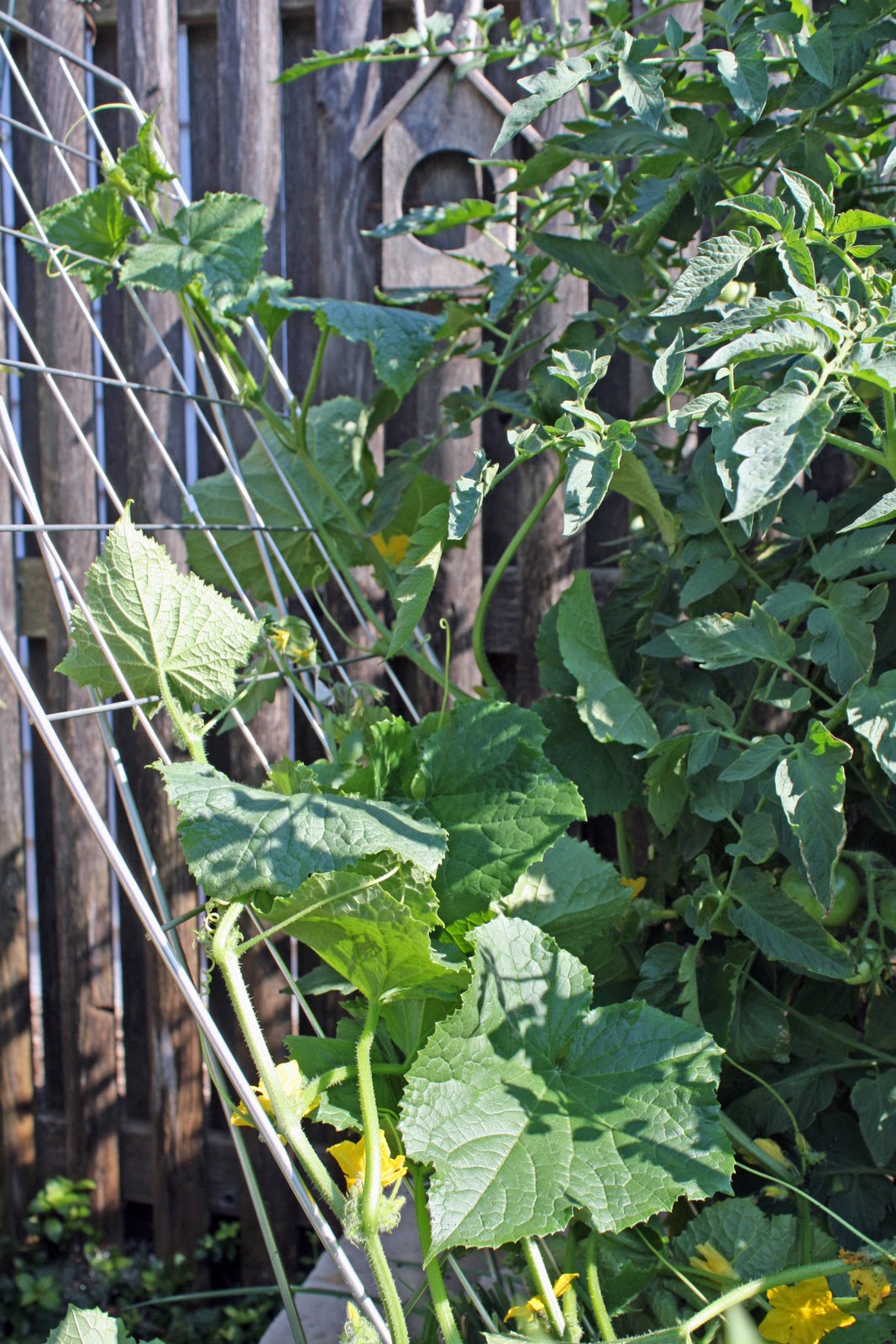 Metal Trellis