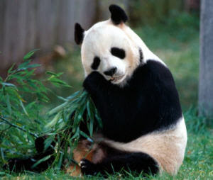 Urso Panda