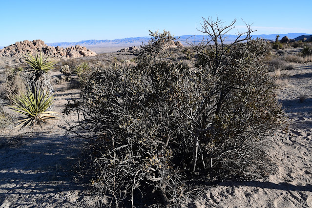 Joshua Tree National Park