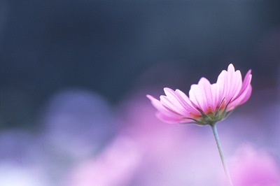 tumblr_kpwc6qaNX11qzwaddo1_500