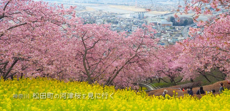 松田町の河津桜を見に行く