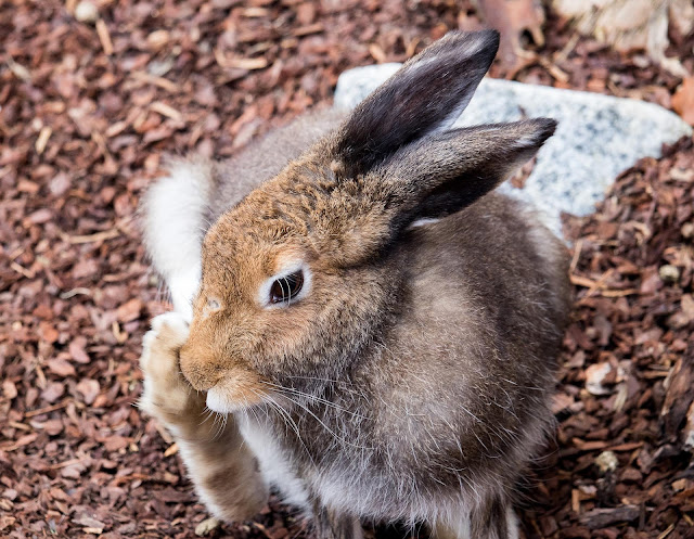 Todo sobre el aseo y la muda del conejo