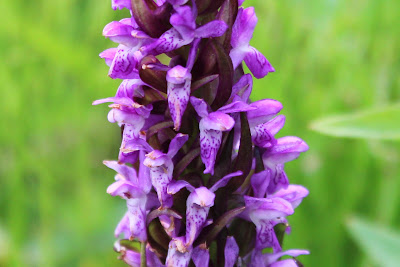 Vleeskleurige Orchis - Kaaiblom - Dactylorhiza incarnata