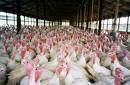 Stop Eating Turkeys to Stop Barbaric Practices