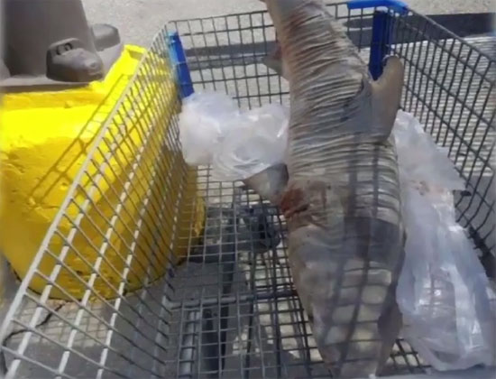 Tubarão é encontrado em estacionamento de supermercado - Img 1