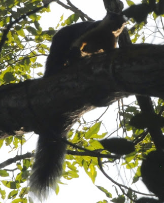 Black Giant Squirrel (Ratufa bicolor)