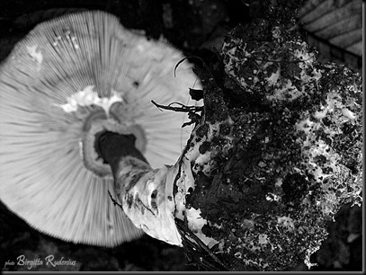 bw_20121022_svamp2