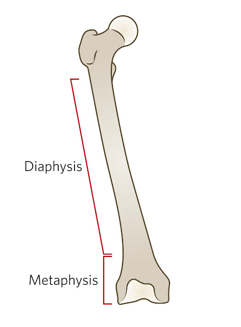 Diaphysis